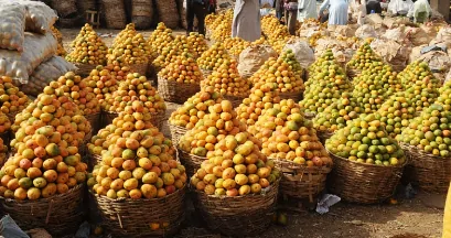 Read more about the article Man Kills Brother Over Mango In Borno State