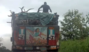 Read more about the article FRSC To Impound Vehicles Moving Animals With Humans
