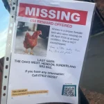 UK Man Offers £50 Reward For His Missing Pet Chicken, Shiney