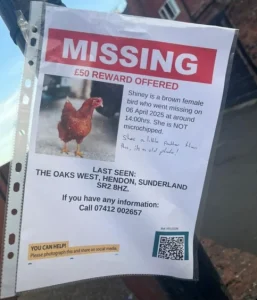 Read more about the article UK Man Offers £50 Reward For His Missing Pet Chicken, Shiney