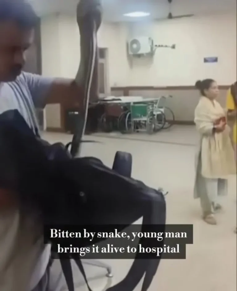 Read more about the article Man Arrives Hospital Carrying Live Snake That Bit Him