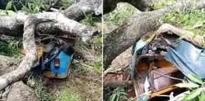 Read more about the article Pregnant Woman And Her Husband Escape Unhurt As Mango Tree Falls On Tricycle In Ebonyi