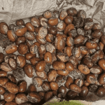 Read more about the article President Tinubu Unwaveringly Extends Ban On Raw Shea Nut Exports To 2027