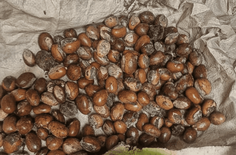 Read more about the article President Tinubu Unwaveringly Extends Ban On Raw Shea Nut Exports To 2027